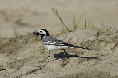 BUITEN BEELD Foto: 67699