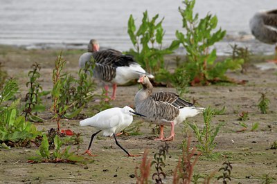 BUITEN BEELD Foto: 67701