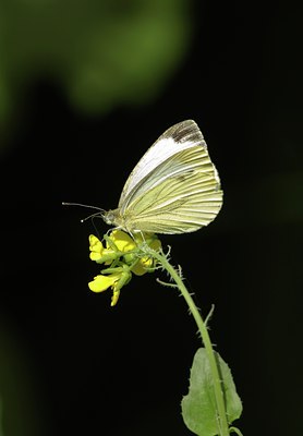 BUITEN BEELD Foto: 67705
