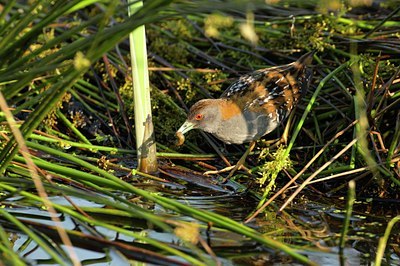 BUITEN BEELD Foto: 67706