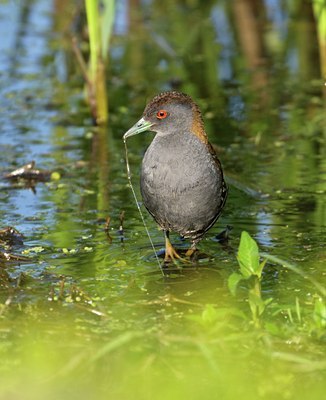 BUITEN BEELD Foto: 67716