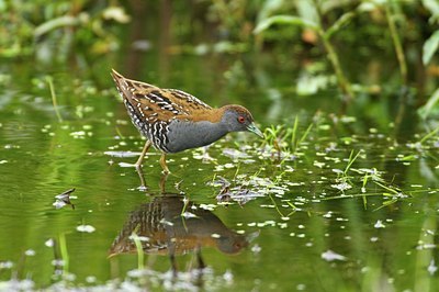 BUITEN BEELD Foto: 67724