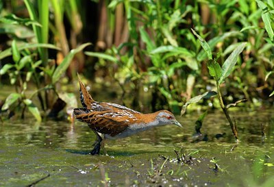 BUITEN BEELD Foto: 67729