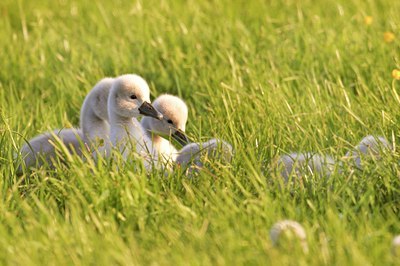 BUITEN BEELD Foto: 67733