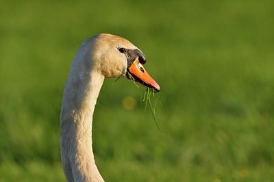BUITEN BEELD Foto: 67734