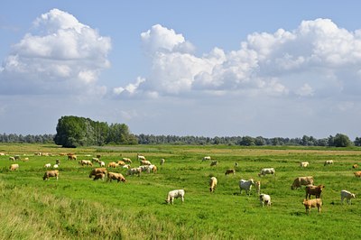 BUITEN BEELD Foto: 67737