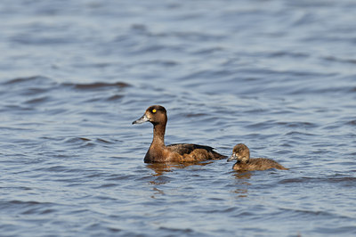 BUITEN BEELD Foto: 67745