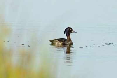 BUITEN BEELD Foto: 67746