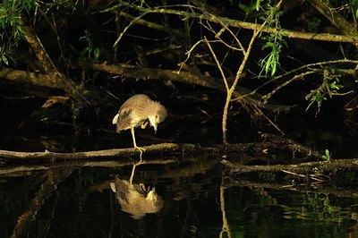 BUITEN BEELD Foto: 67765