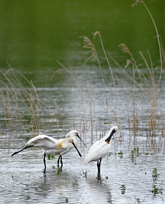 BUITEN BEELD Foto: 67783