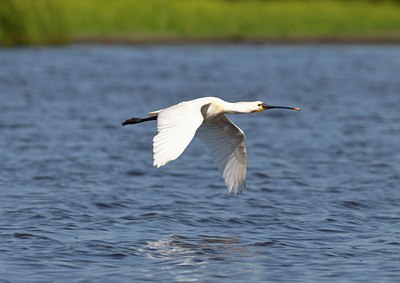 BUITEN BEELD Foto: 67790
