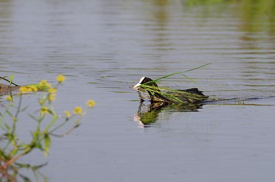 BUITEN BEELD Foto: 67796