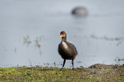 BUITEN BEELD Foto: 67797