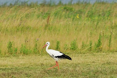 BUITEN BEELD Foto: 67803