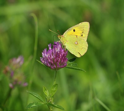 BUITEN BEELD Foto: 67807