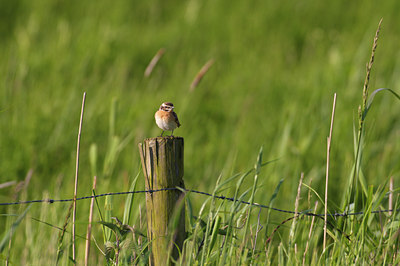 BUITEN BEELD Foto: 67809