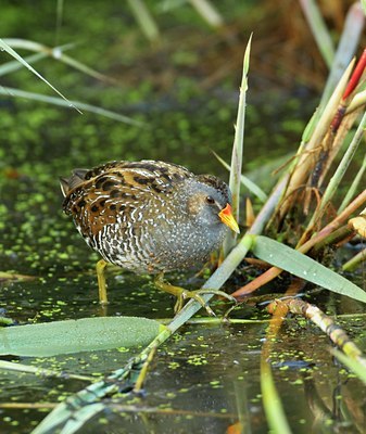 BUITEN BEELD Foto: 67814