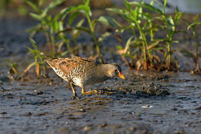 BUITEN BEELD Foto: 67819