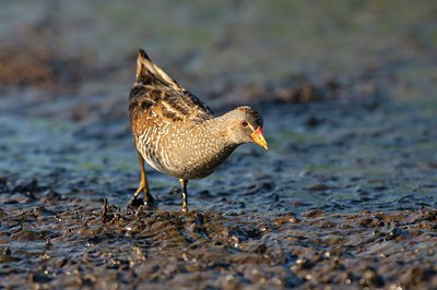 BUITEN BEELD Foto: 67820