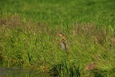 BUITEN BEELD Foto: 67825