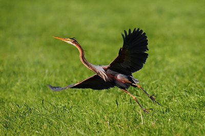 BUITEN BEELD Foto: 67826