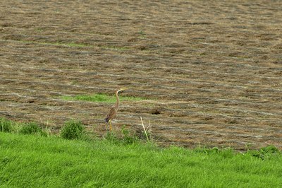 BUITEN BEELD Foto: 67832