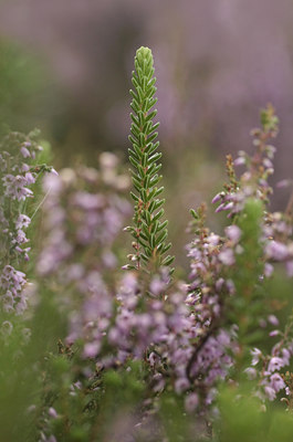 BUITEN BEELD Foto: 67842