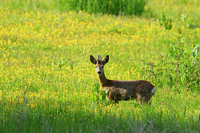 BUITEN BEELD Foto: 67853