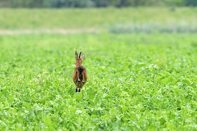 BUITEN BEELD Foto: 67857