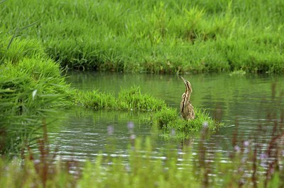BUITEN BEELD Foto: 67872