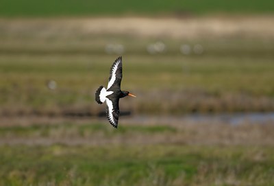 BUITEN BEELD Foto: 67885