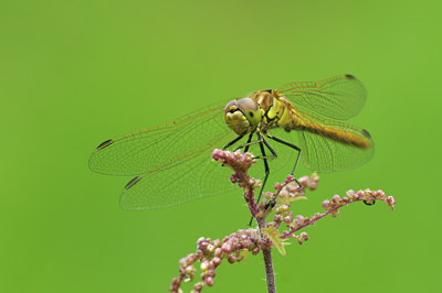 BUITEN BEELD Foto: 67892