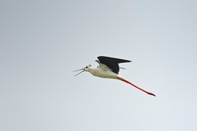 BUITEN BEELD Foto: 67895