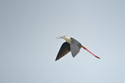 BUITEN BEELD Foto: 67896