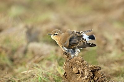 BUITEN BEELD Foto: 67904