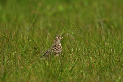 BUITEN BEELD Foto: 67909