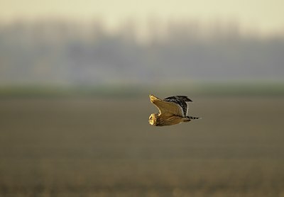 BUITEN BEELD Foto: 67917
