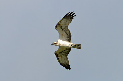 BUITEN BEELD Foto: 67919