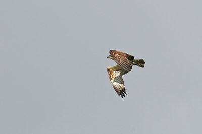 BUITEN BEELD Foto: 67920