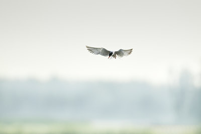 BUITEN BEELD Foto: 67925