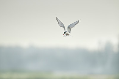 BUITEN BEELD Foto: 67926