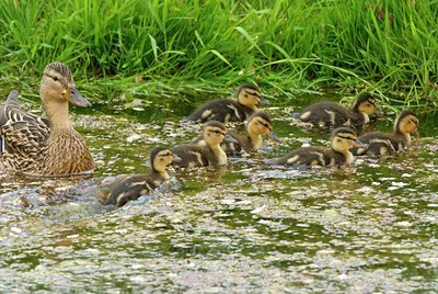 BUITEN BEELD Foto: 67932