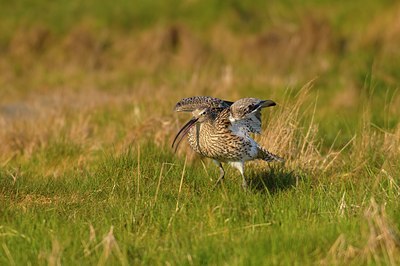 BUITEN BEELD Foto: 67934
