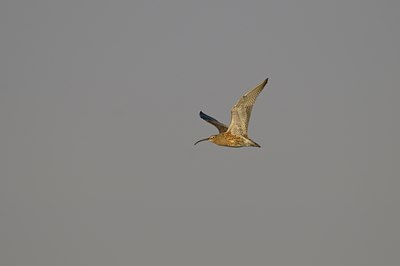 BUITEN BEELD Foto: 67936