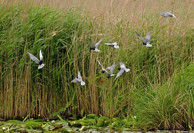 BUITEN BEELD Foto: 67939