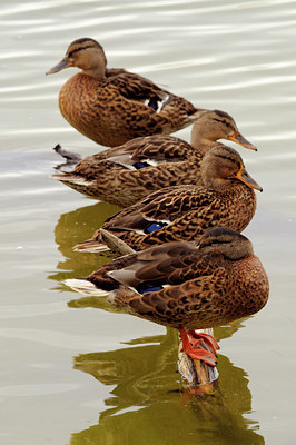 BUITEN BEELD Foto: 67954