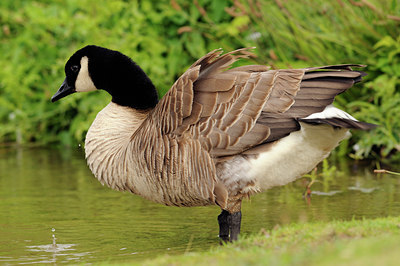 BUITEN BEELD Foto: 67956