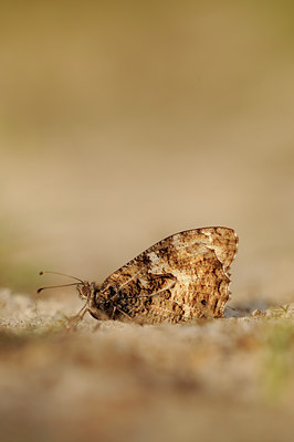 BUITEN BEELD Foto: 67988