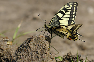 BUITEN BEELD Foto: 67997
