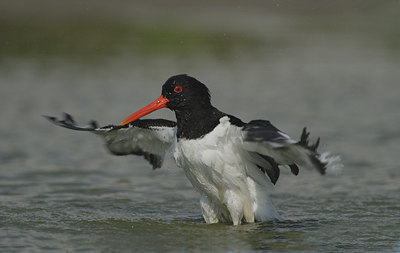 BUITEN BEELD Foto: 68124